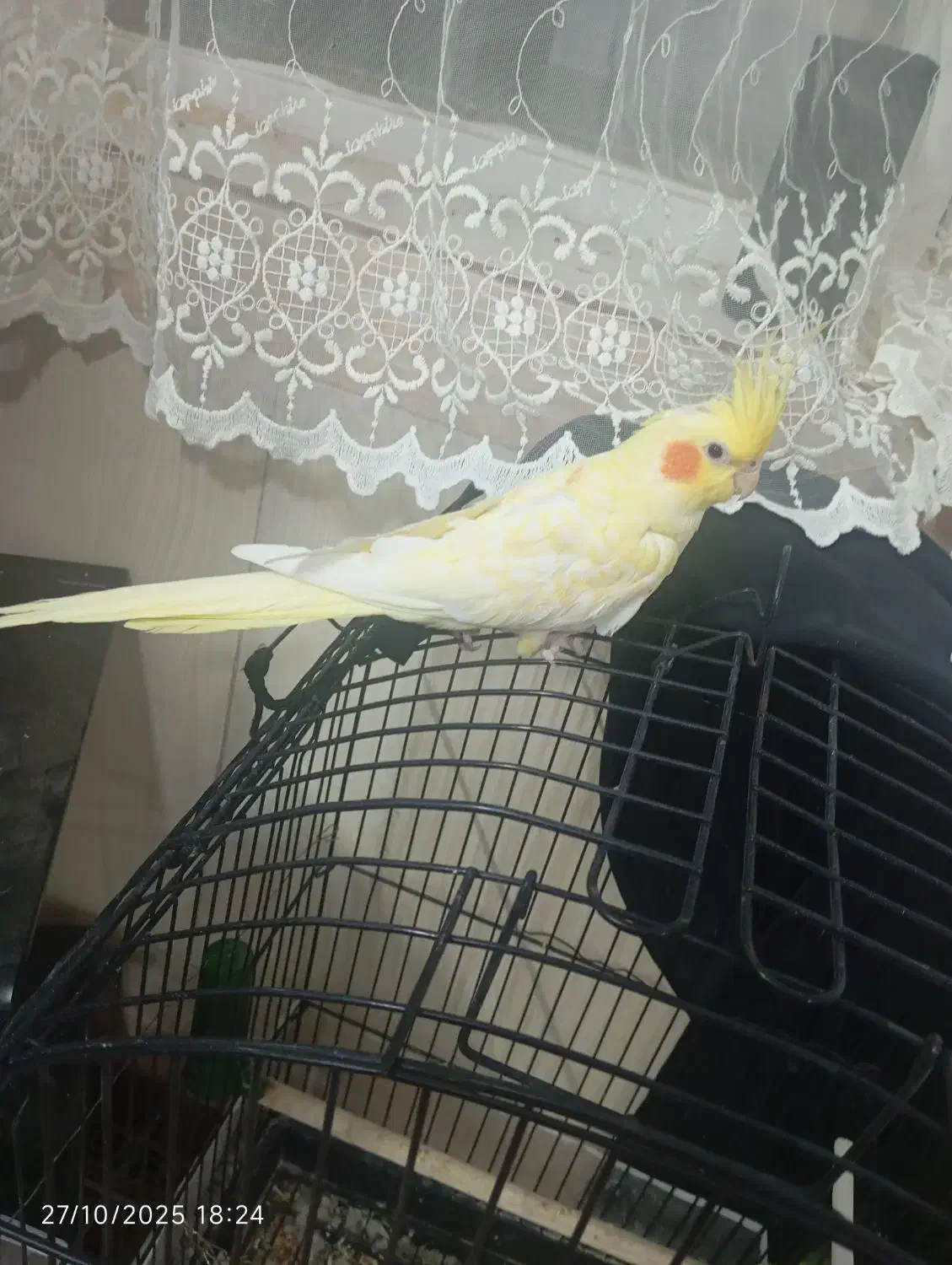 عروس هلندی نر|پرنده|تربت‌حیدریه, میدان مرکزی|دیوار