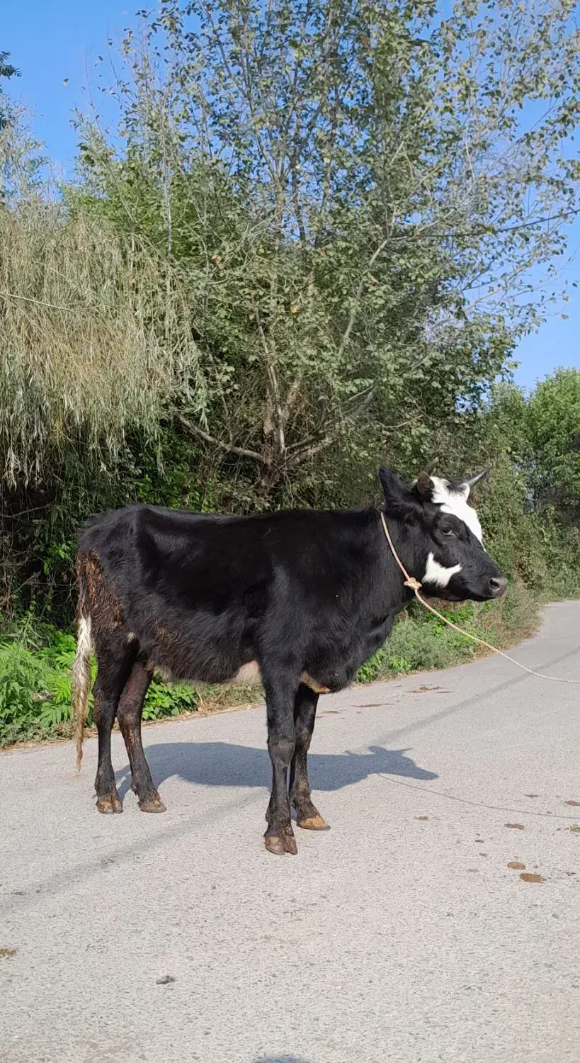 لیشه پا به تخم گوساله نکرده گاو|حیوانات مزرعه|رشت, پل تالشان|دیوار