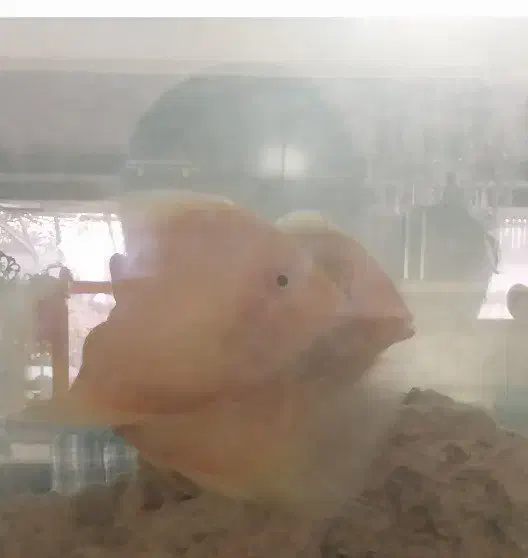 ماهی سورم زرد باهم 3عدد هستند باهم 1میلیون|ماهی|اصفهان, باغ کاران|دیوار