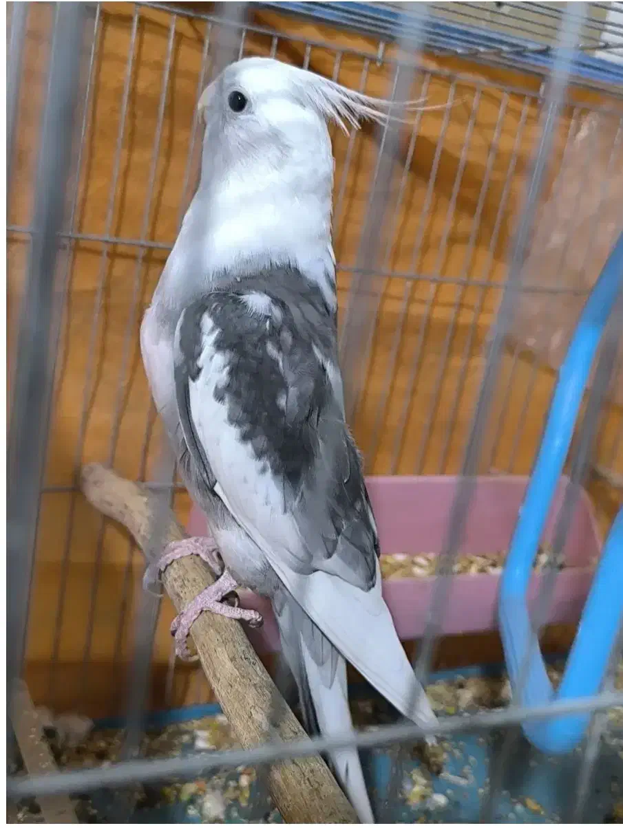 «جفت عروس هلندی مولد خاص(نر دوکت آلبینوکمیاب|پرنده|باوی, |دیوار