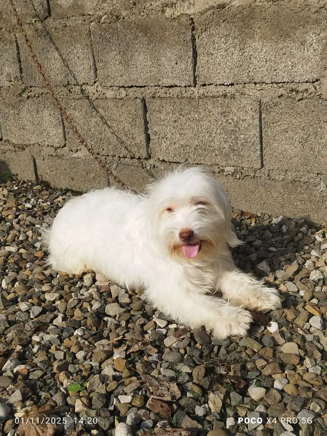 سگ پاکوتاه شیتزو.یک سالو نیمشه خوشگل و حرف گوش کن|سگ|رودسر, |دیوار