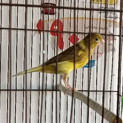 تعدادی قناری ماده جوان|پرنده|ابهر, |دیوار