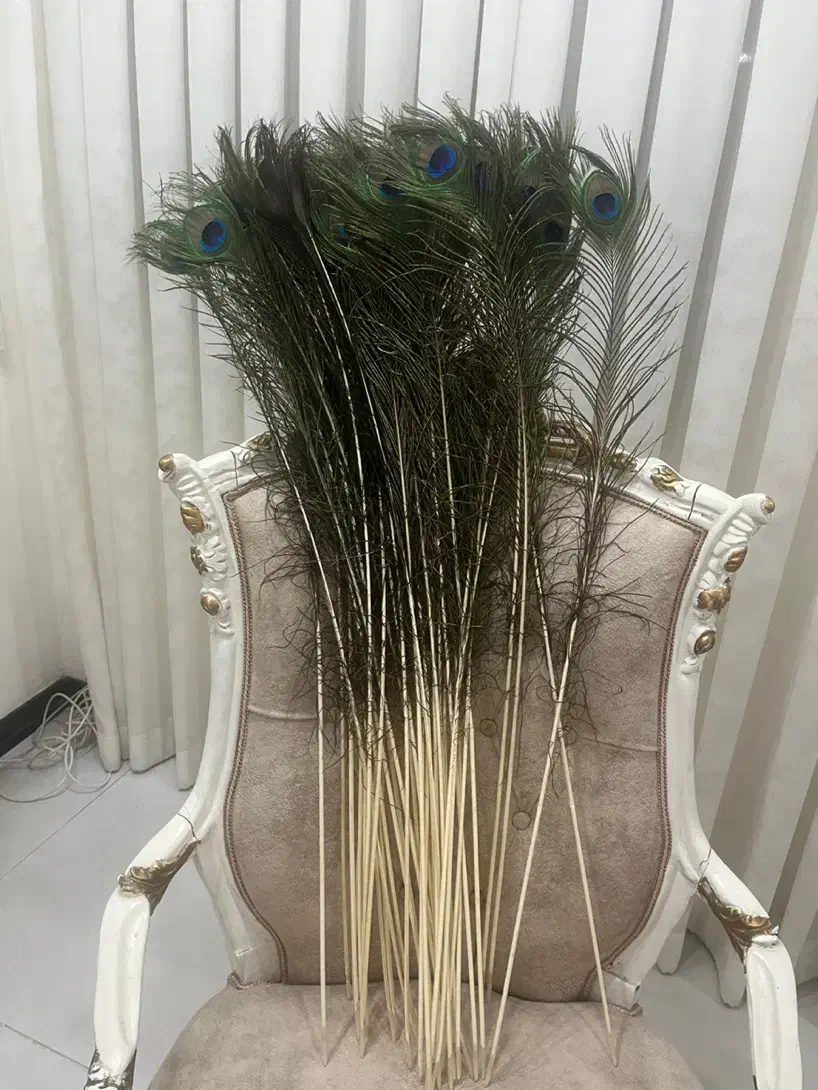 پرطاووس اصل|پرنده|مشهد, جانباز|دیوار