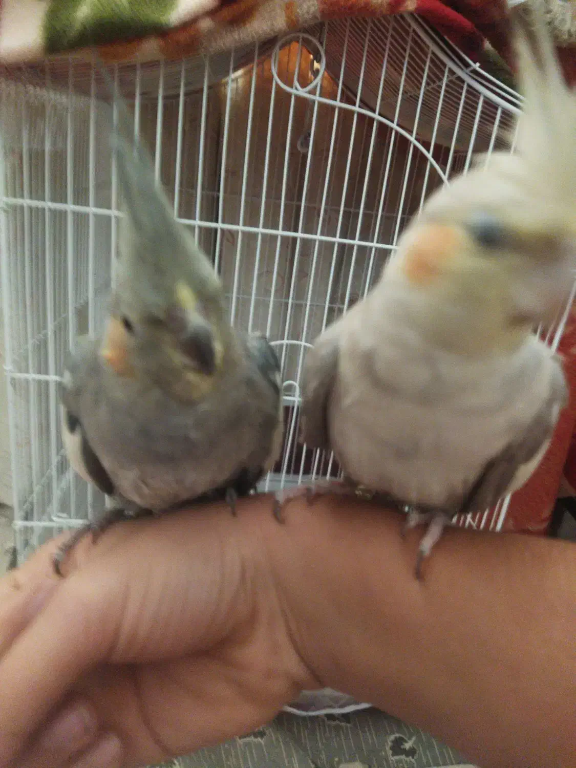 واگذار عروس هلندی|پرنده|مشگین شهر, |دیوار