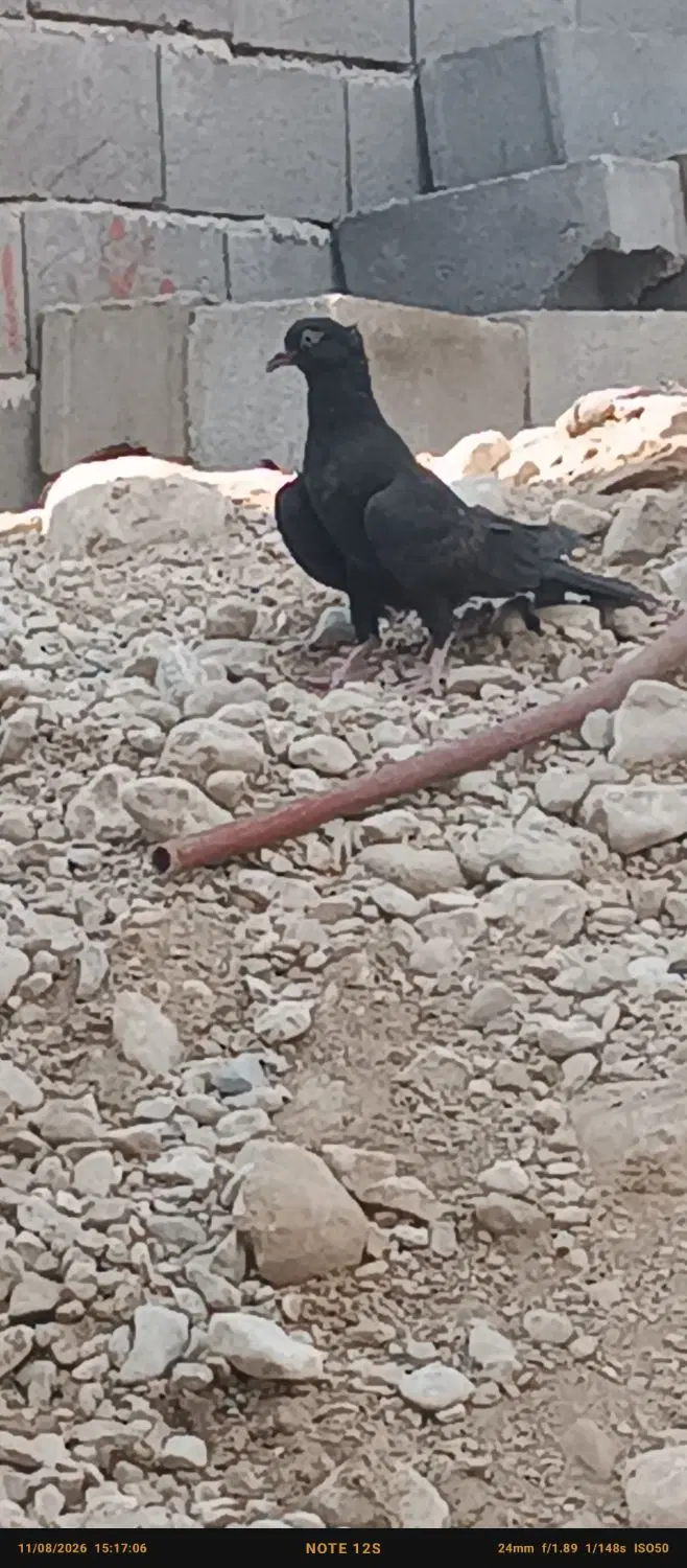 زاغ|پرنده|لردگان, |دیوار