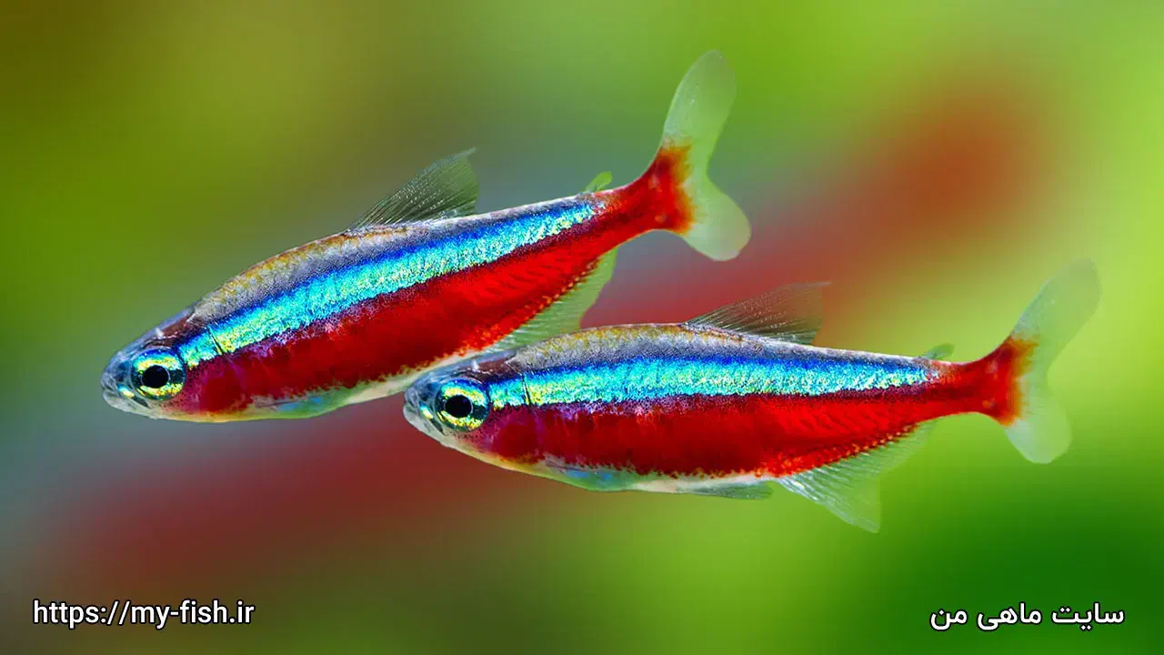 فروش ماهی پلنتی قیمت ۷۰۰|ماهی|هشتگرد, شهرک بعثت|دیوار