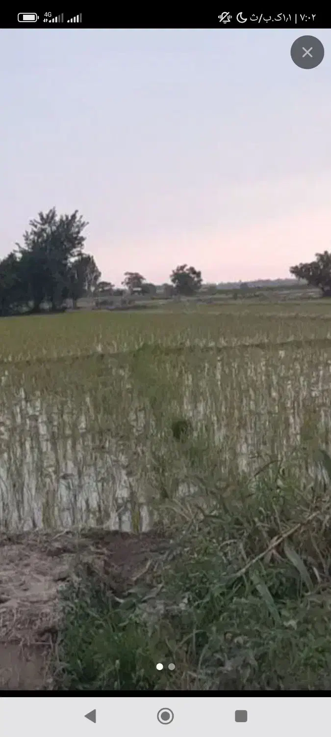 فروش برنج فجر سوزنی تضمینی قیمت ۲۱۵|خوردنی و آشامیدنی|کردکوی, |دیوار