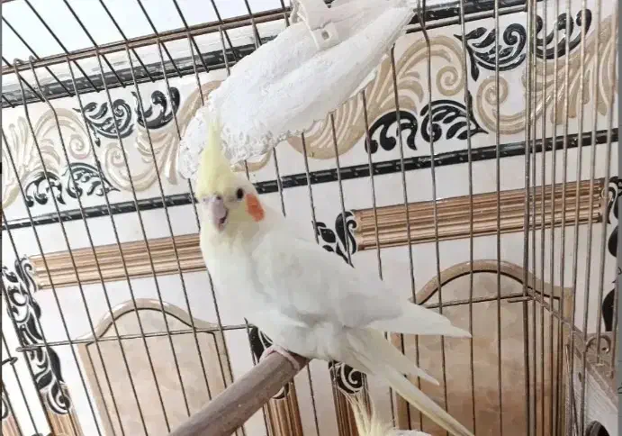 عروس هلندی لوتینو ماده|پرنده|کرمان, |دیوار