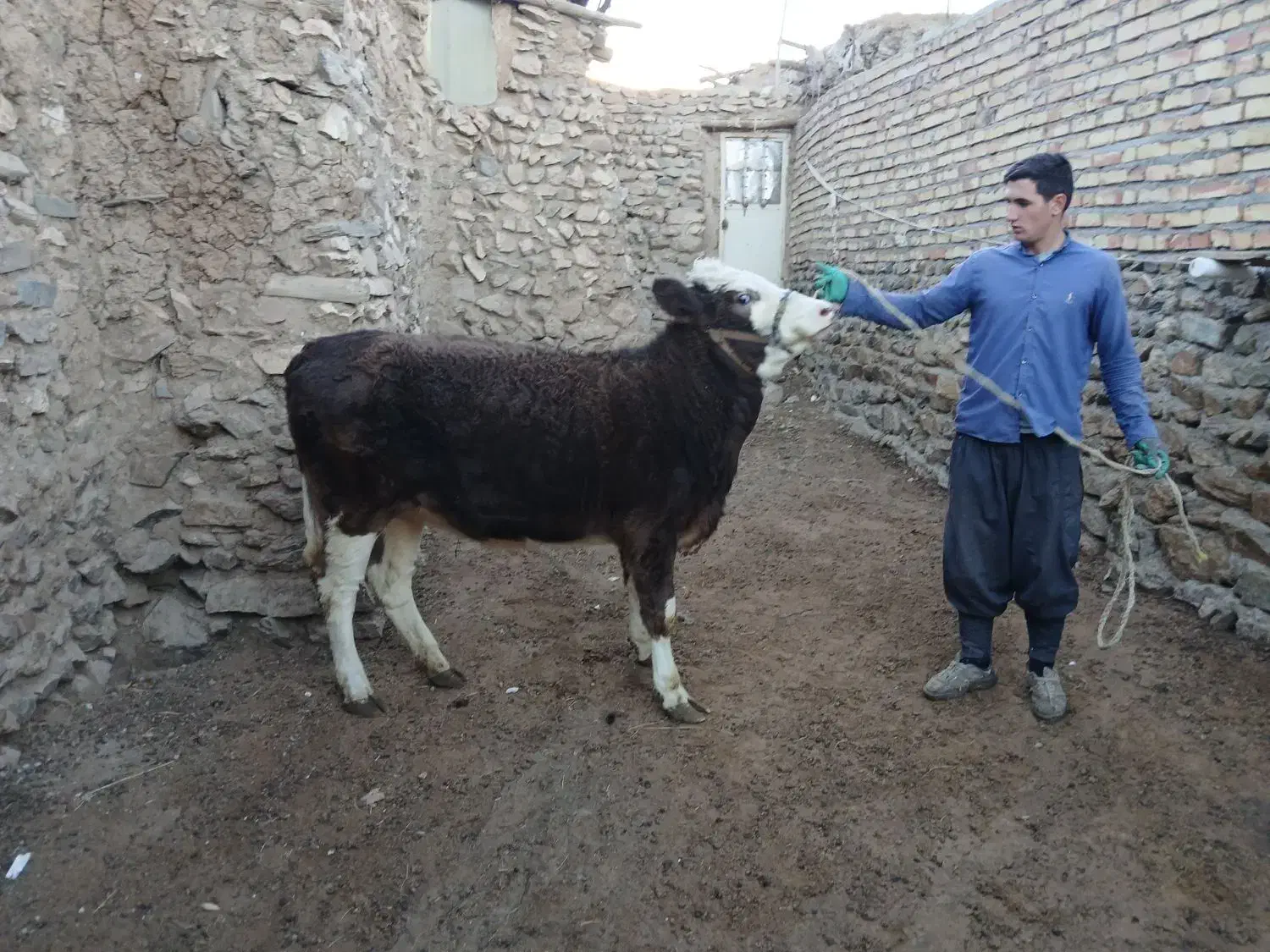 گاو ماده سیمنتال شرابی درجه یک|حیوانات مزرعه|ماهنشان, |دیوار