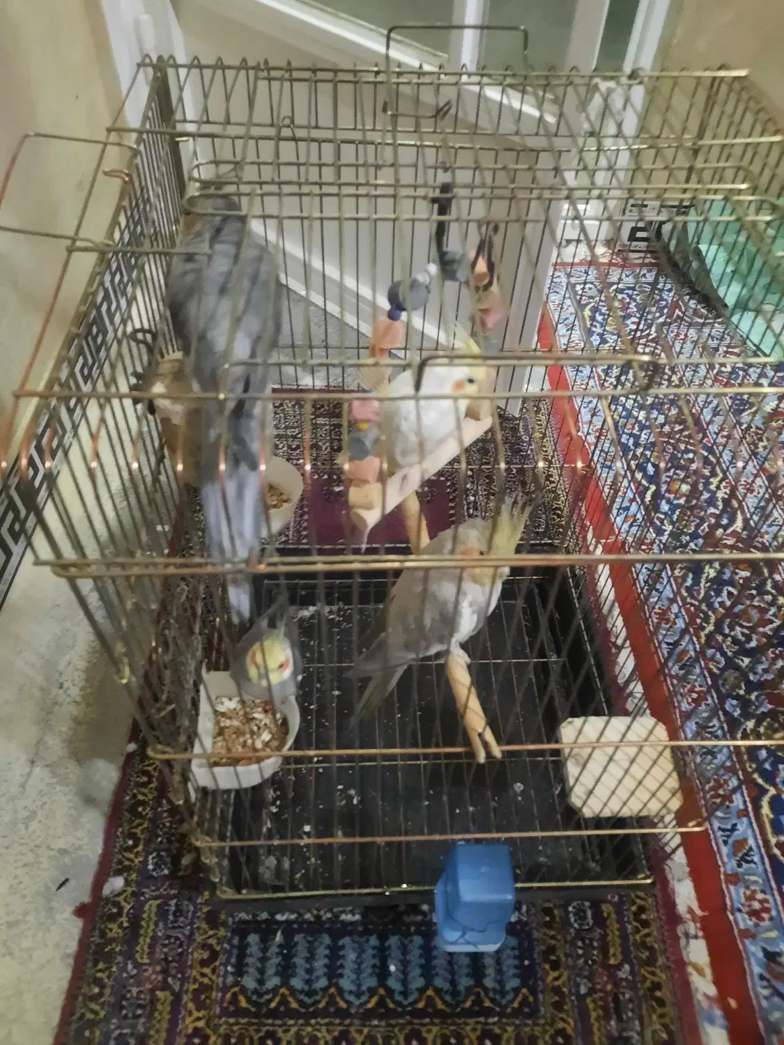 عروس هلندی مولد|پرنده|کوهدشت, |دیوار