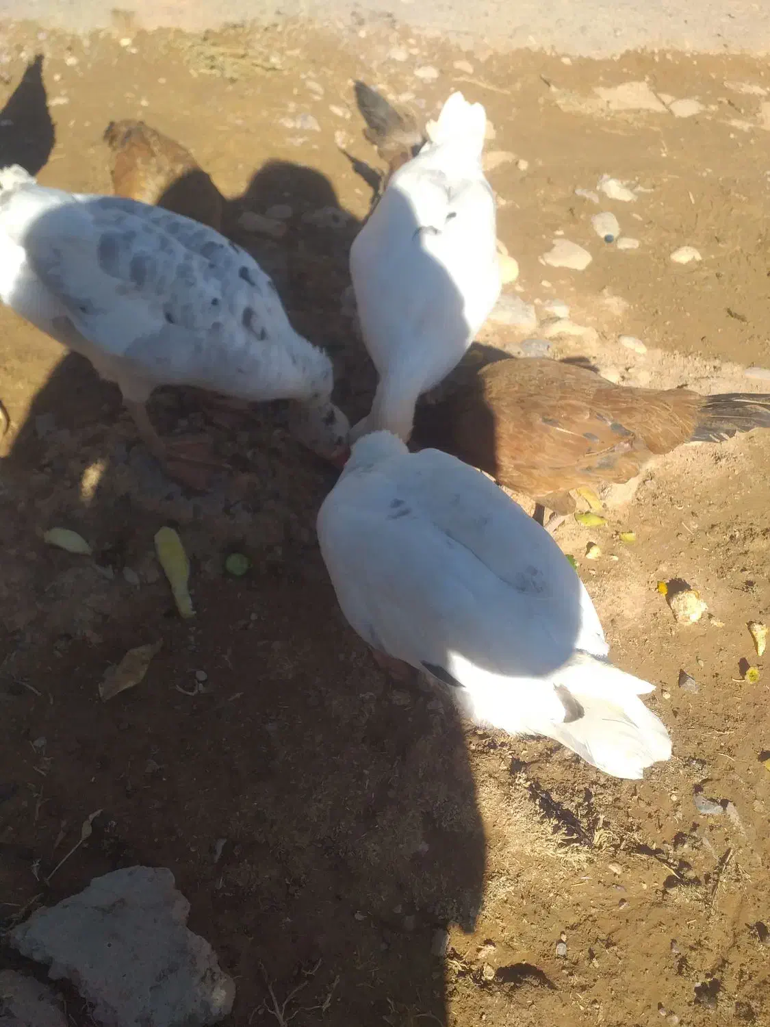 غاز سه تا درجه یک|حیوانات مزرعه|فیروزآباد (لرستان), |دیوار