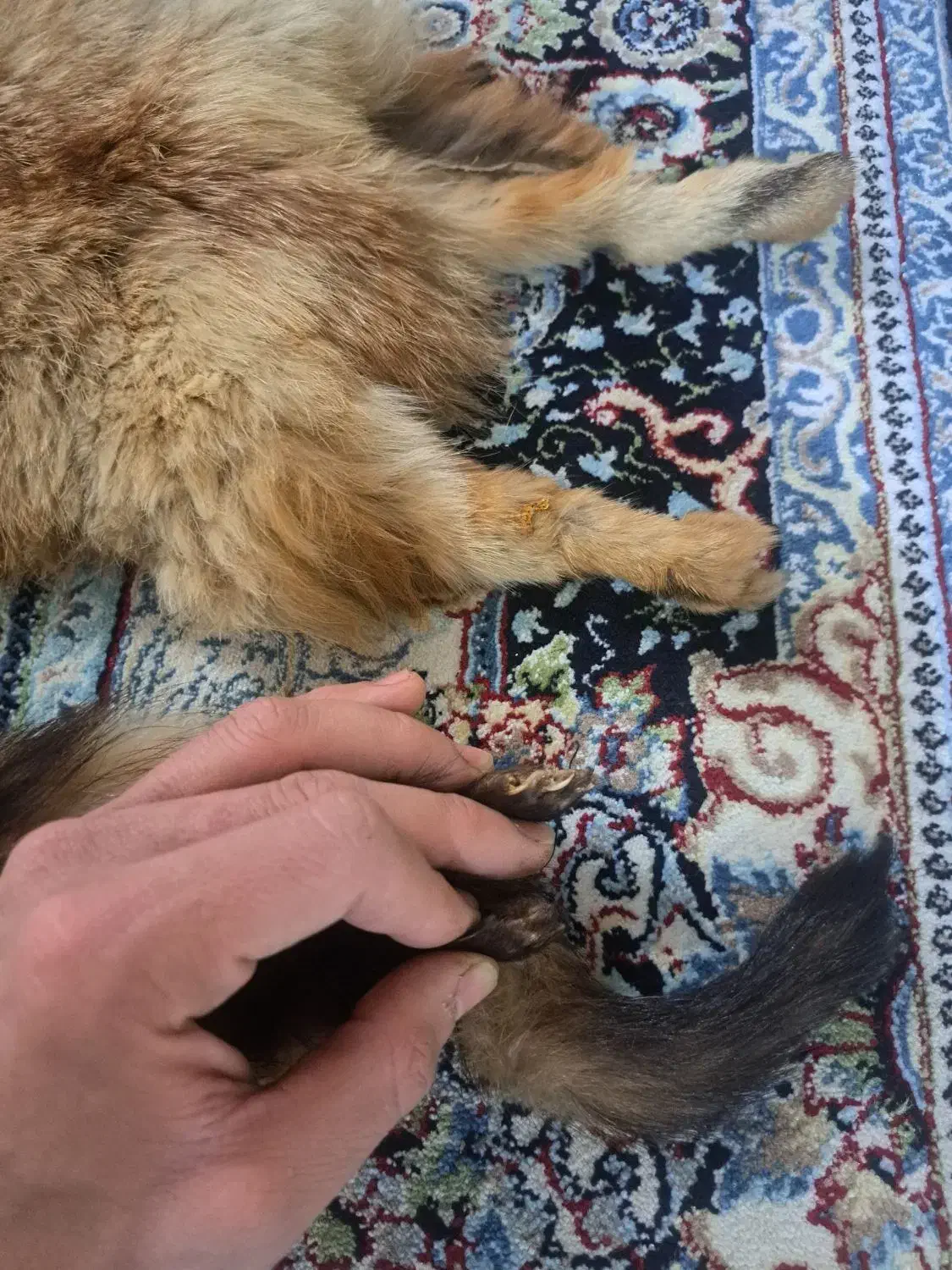 روباه دباغی شده|صنایع دستی و سایر لوازم تزئینی|باقرشهر, |دیوار