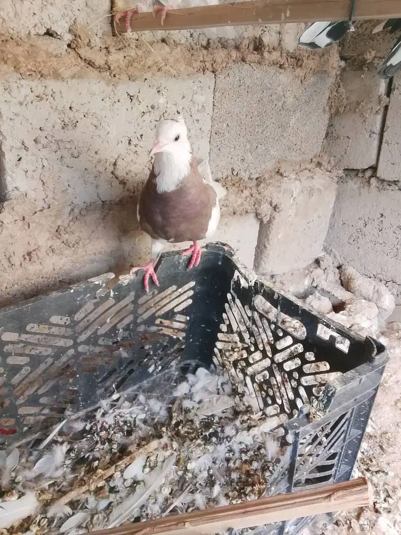 کبوتر طوقی ماده|پرنده|سراوان, |دیوار