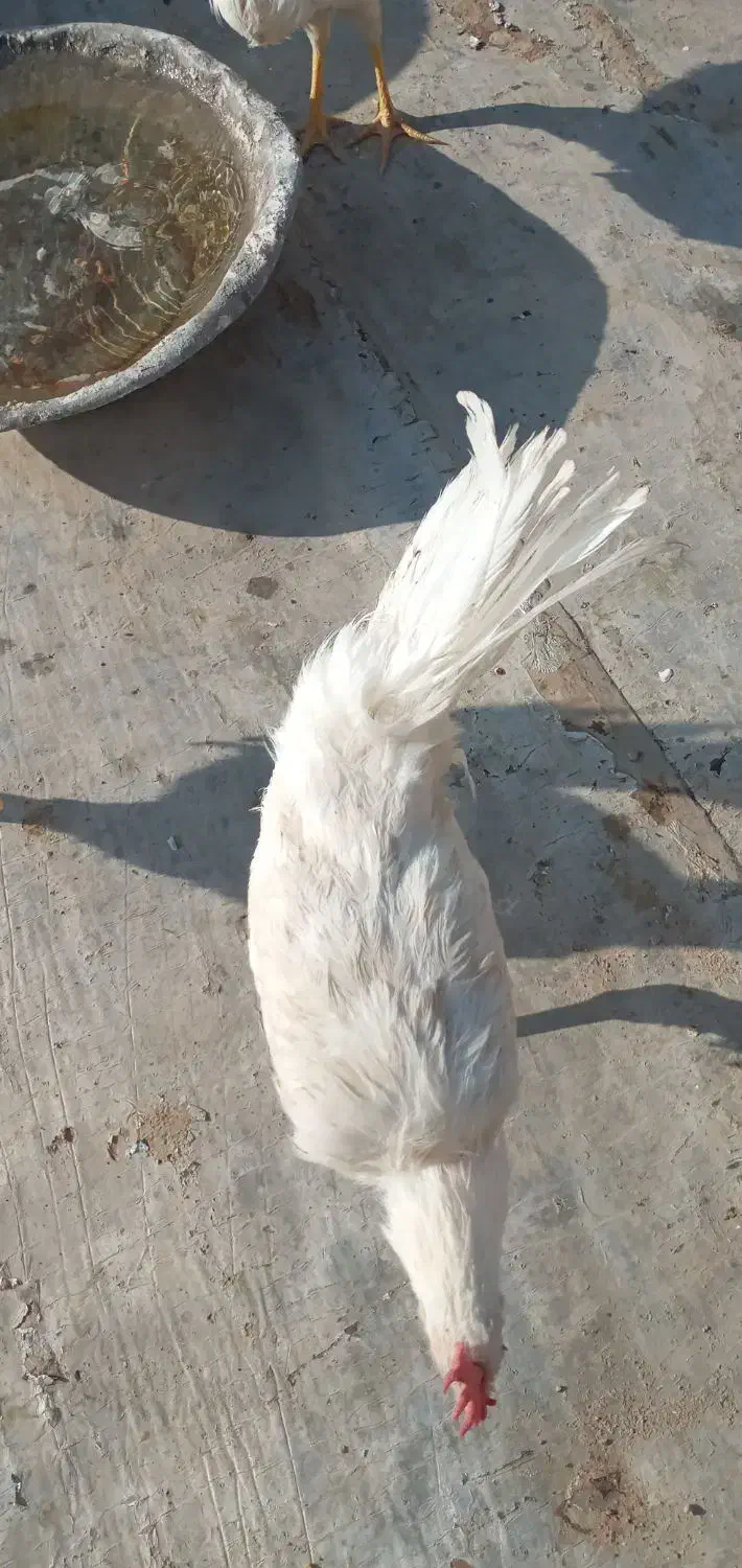 خروس نژاد دار تمام سفید|حیوانات مزرعه|مشهد, شهرک مهرگان|دیوار