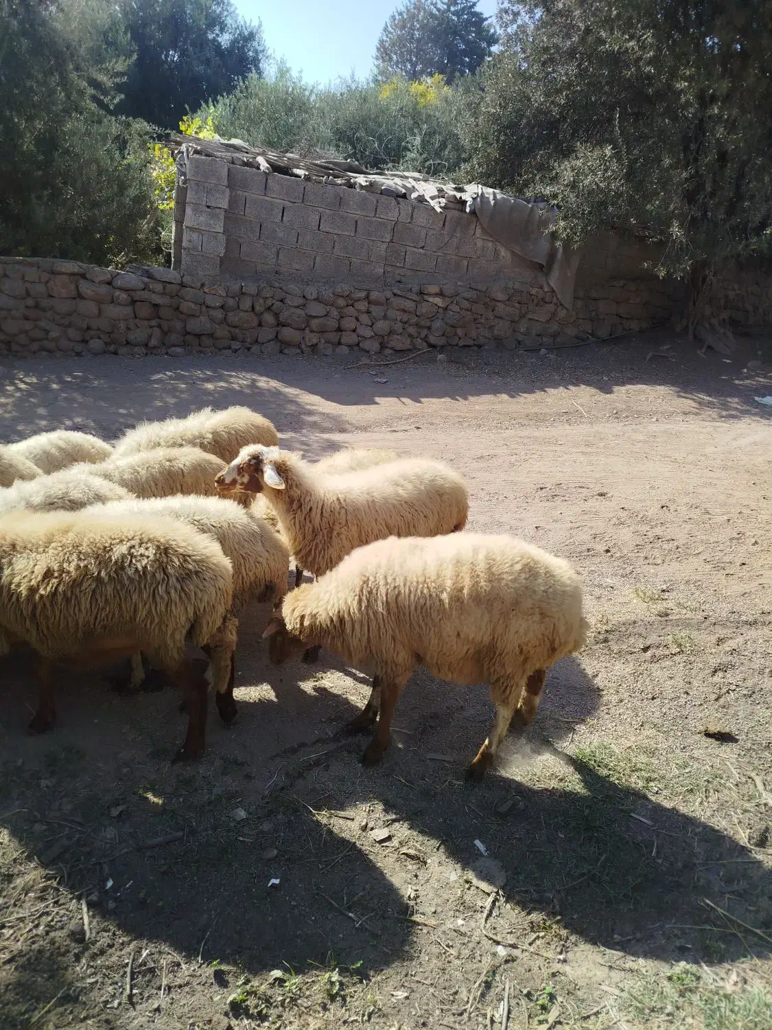 میش جوان آبستن|حیوانات مزرعه|لوشان, |دیوار