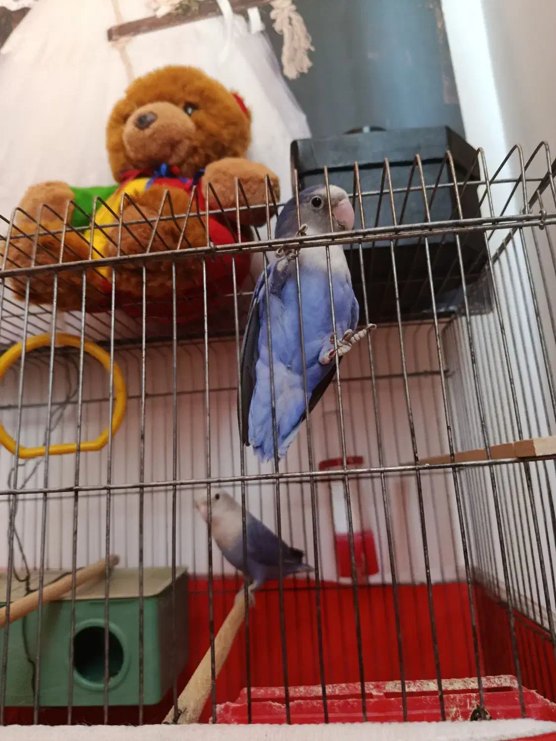 کوتوله برزیلی|پرنده|مرودشت, سهل‌آباد|دیوار