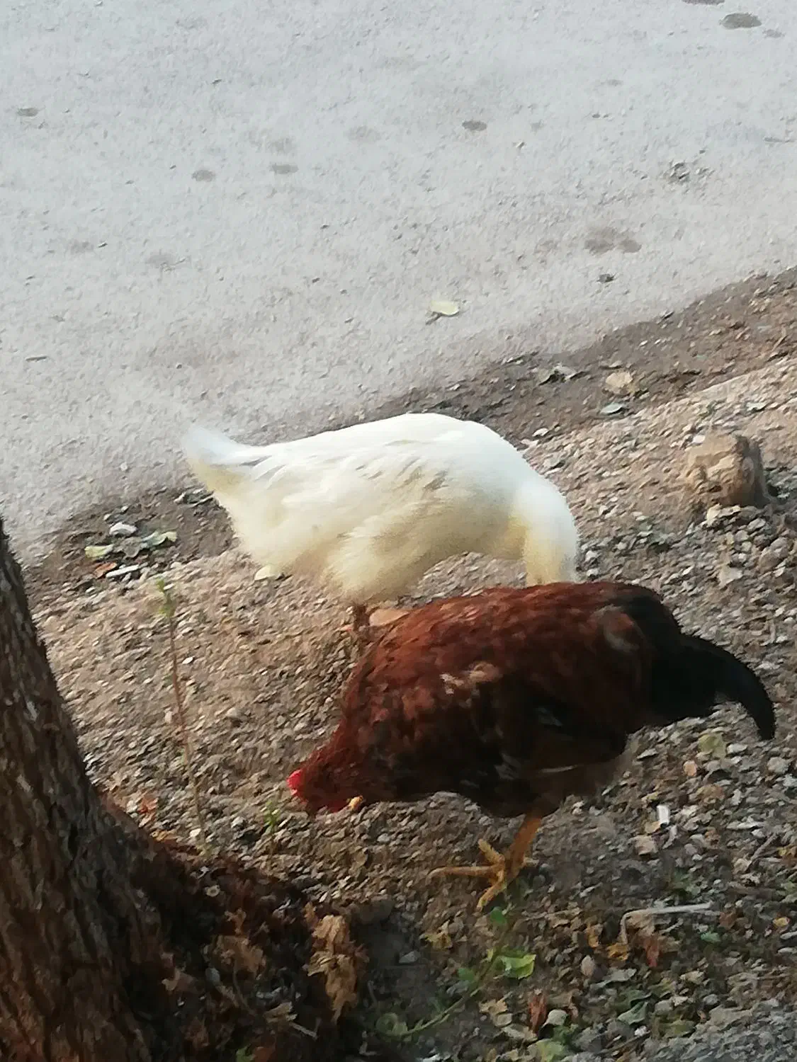 حیوانات مزرعه.|حیوانات مزرعه|خرمشهر, |دیوار