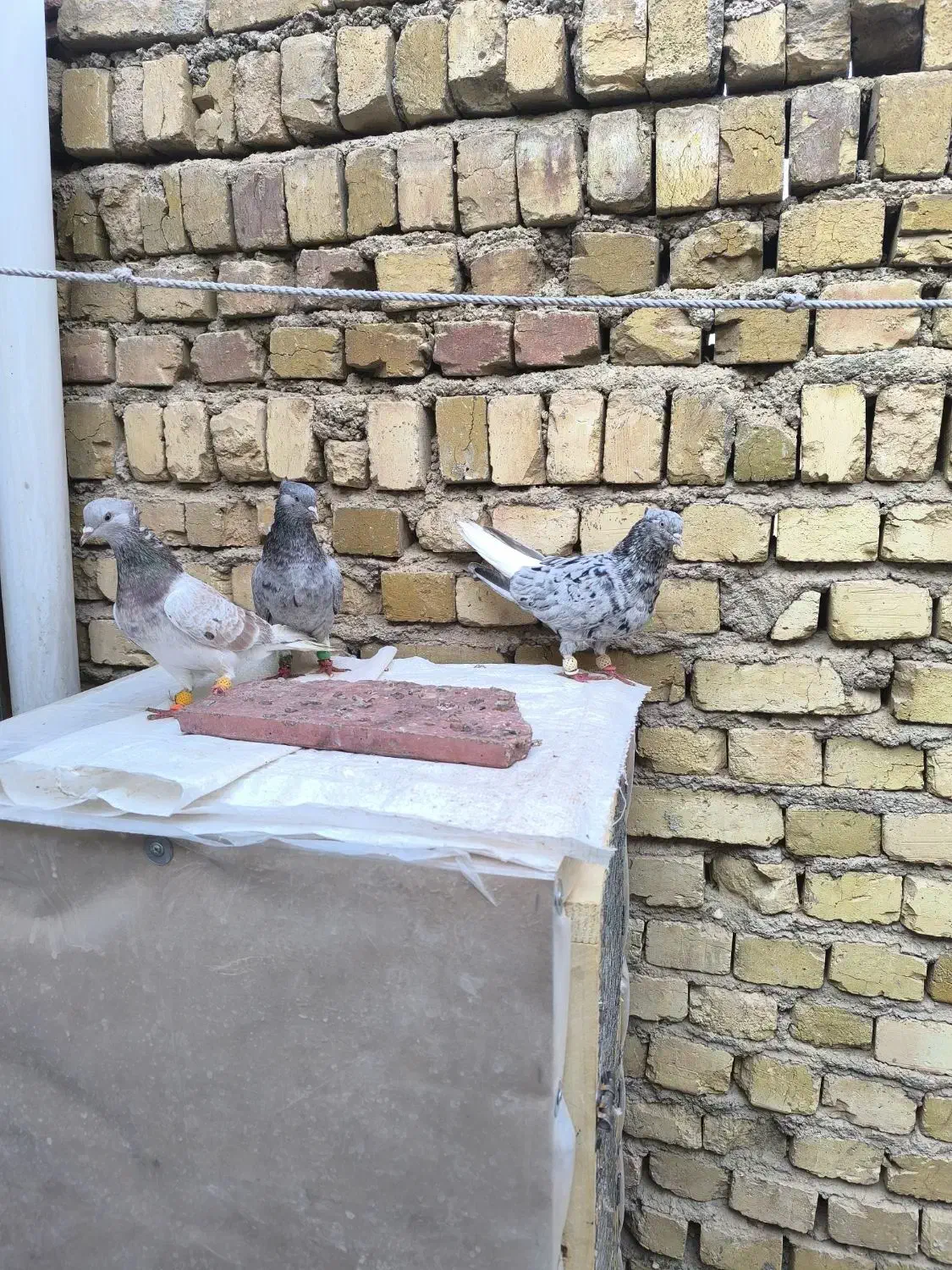 کبوتر|پرنده|تاکستان, |دیوار