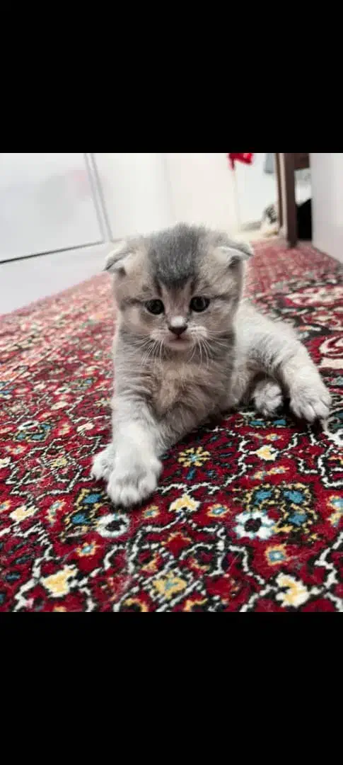 فروش گربه ی بریتیش|گربه|تبریز, |دیوار