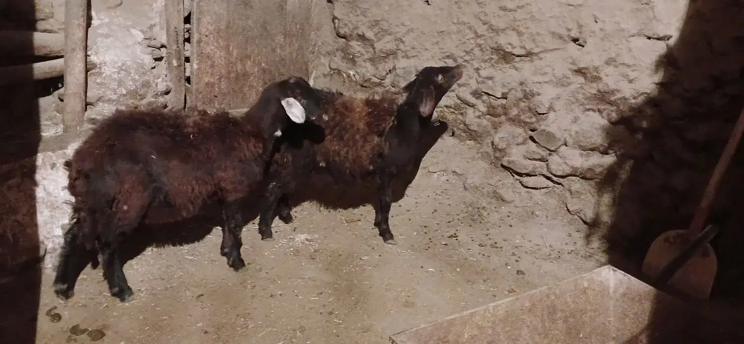 دوبره خونی خوب|حیوانات مزرعه|دیواندره, |دیوار