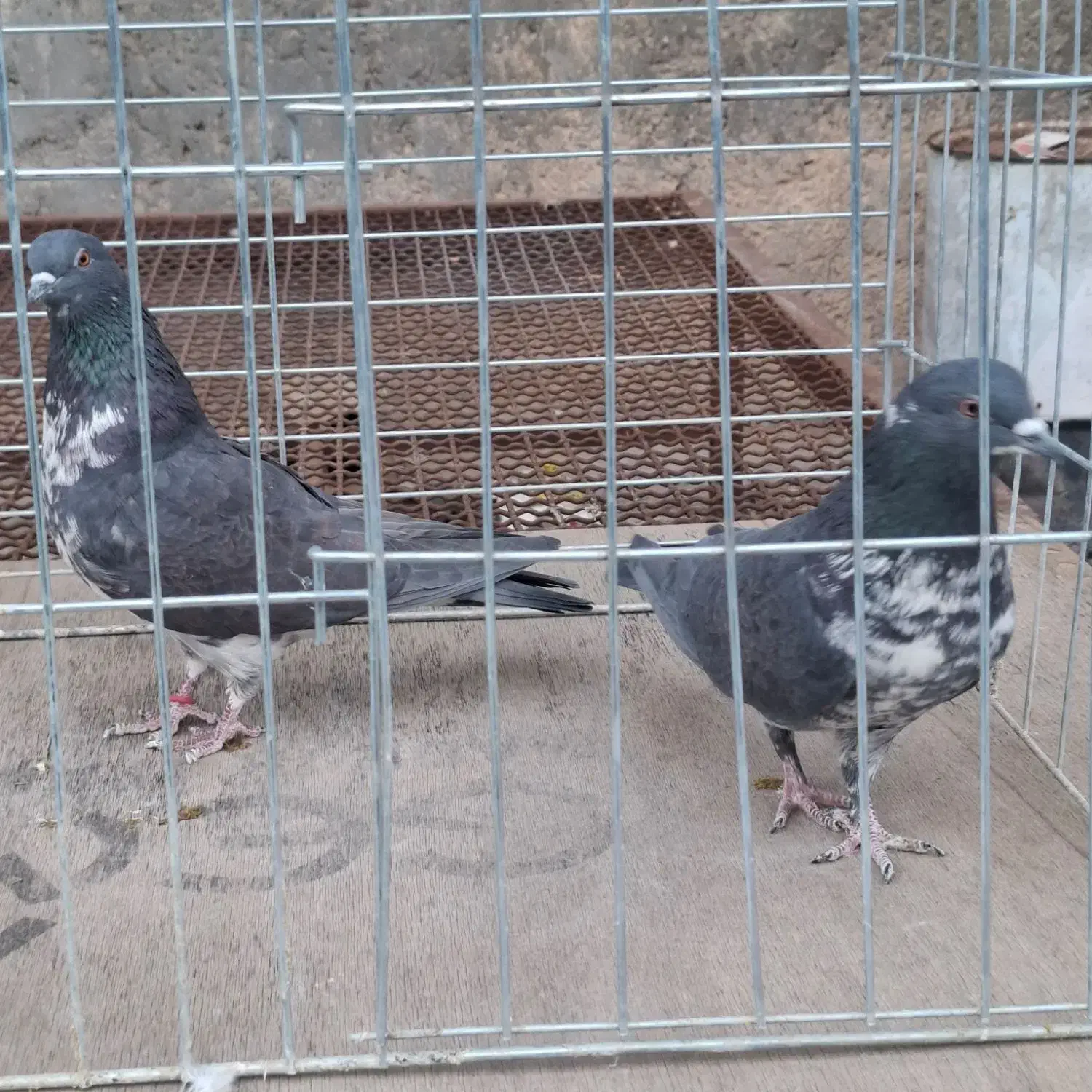 کبوتر پرشی|پرنده|خمینی‌شهر, |دیوار