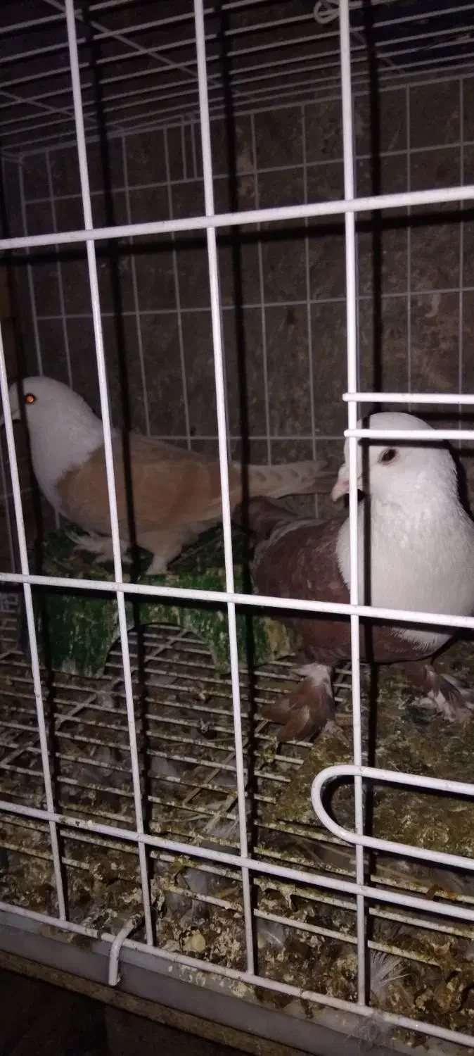 نر وماده سر سفید سرخ و زرد|پرنده|رامهرمز, |دیوار