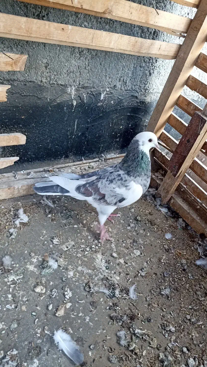 شازده هفرنگ ماده قولدور  پرشی بشرط|پرنده|طرقبه, |دیوار