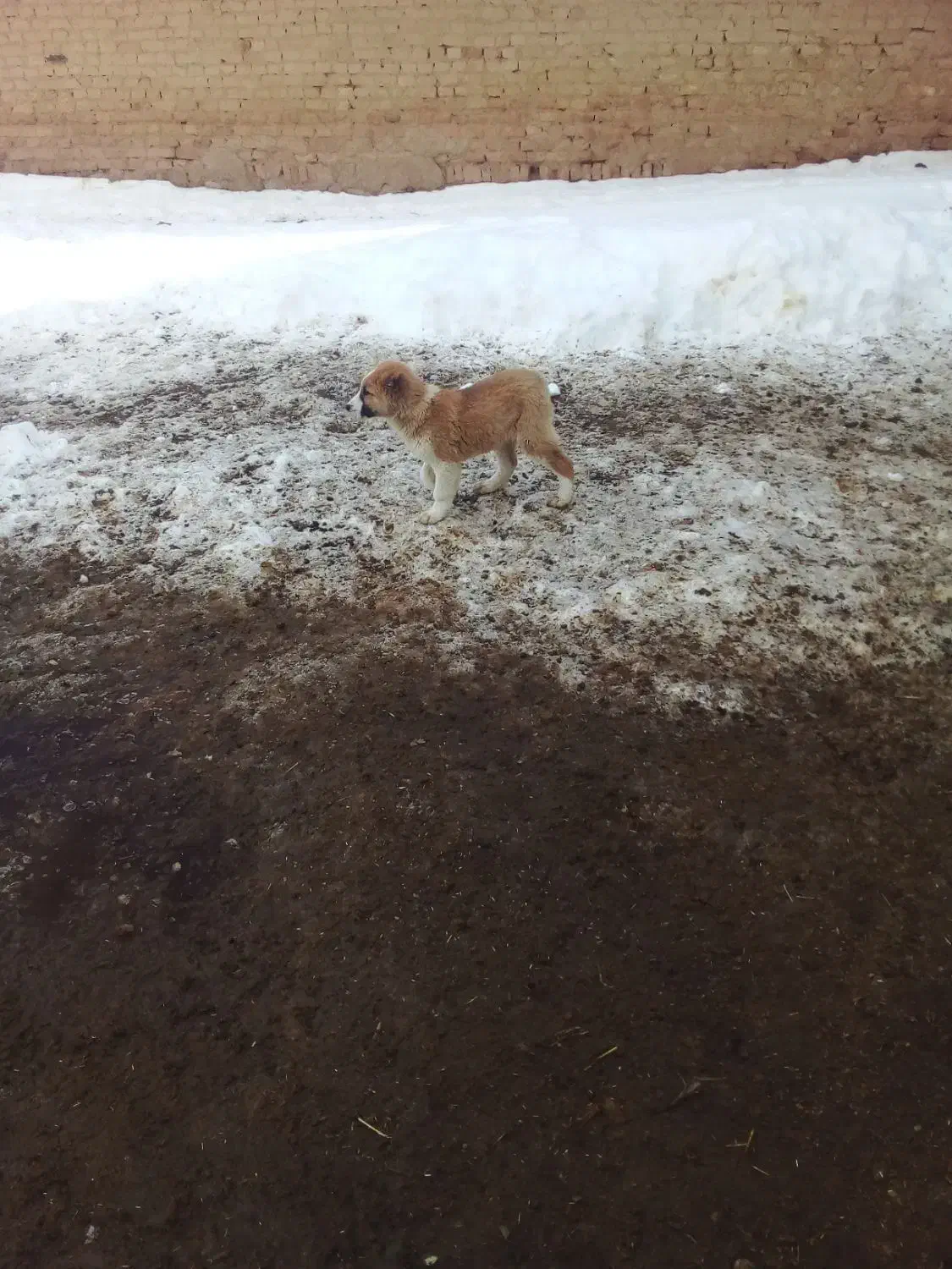 توله سگ|سگ|شیروان (خراسان), |دیوار