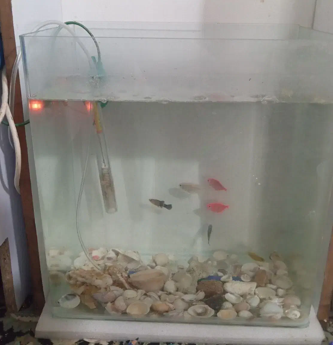 آکواریوم وماهی|ماهی|بروجرد, |دیوار