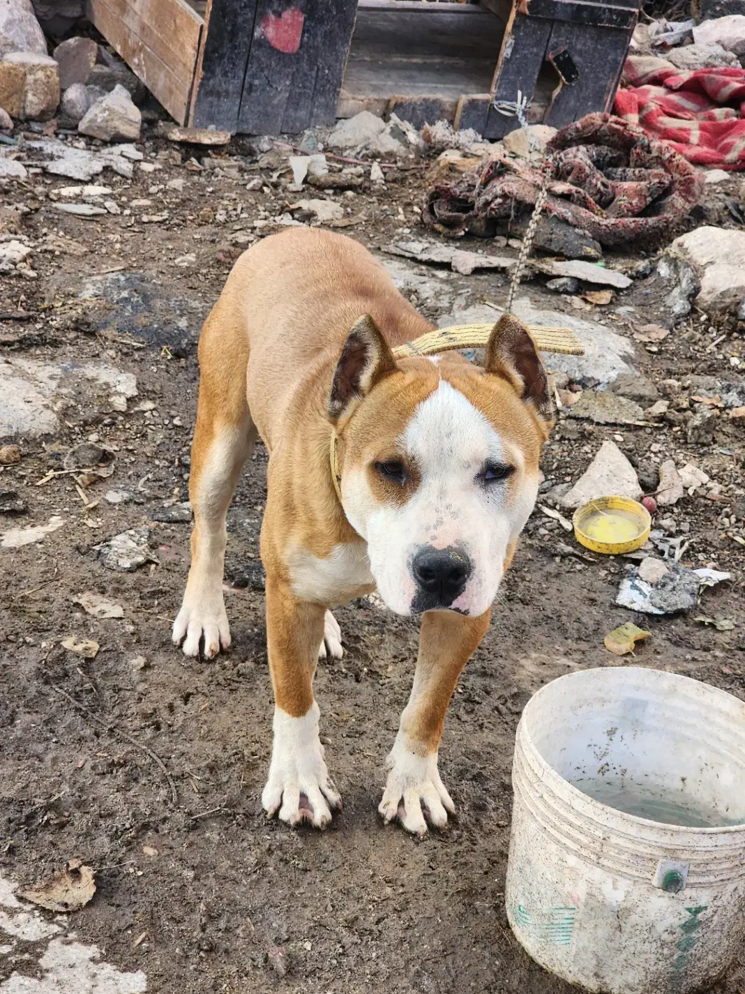 سگ پیتبول و سیره قناری|سگ|بازرگان, |دیوار