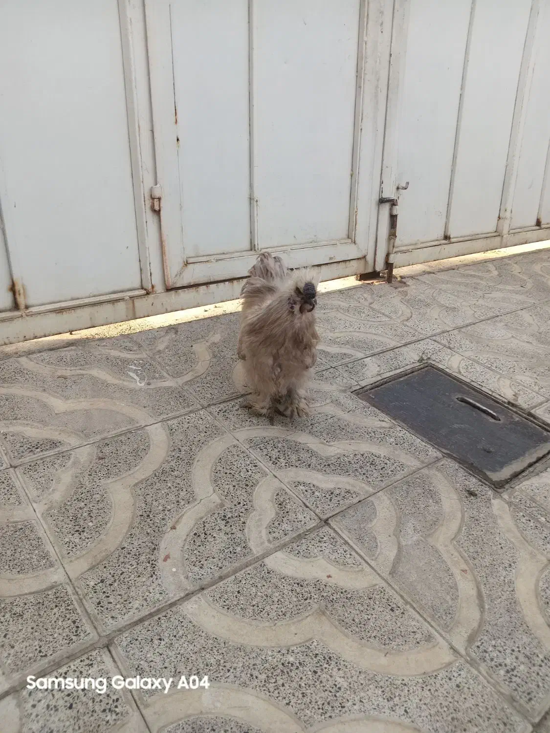 خروس ابریشمی فرانسوی|حیوانات مزرعه|هشتگرد, هشتگرد قدیم|دیوار