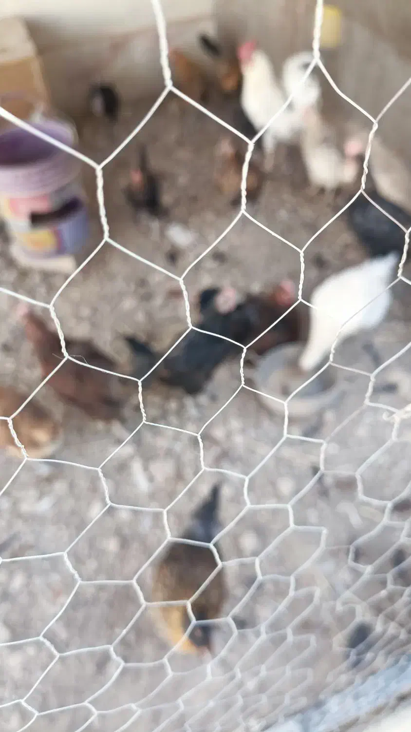 مرغ و خروس|حیوانات مزرعه|ری, علایین|دیوار