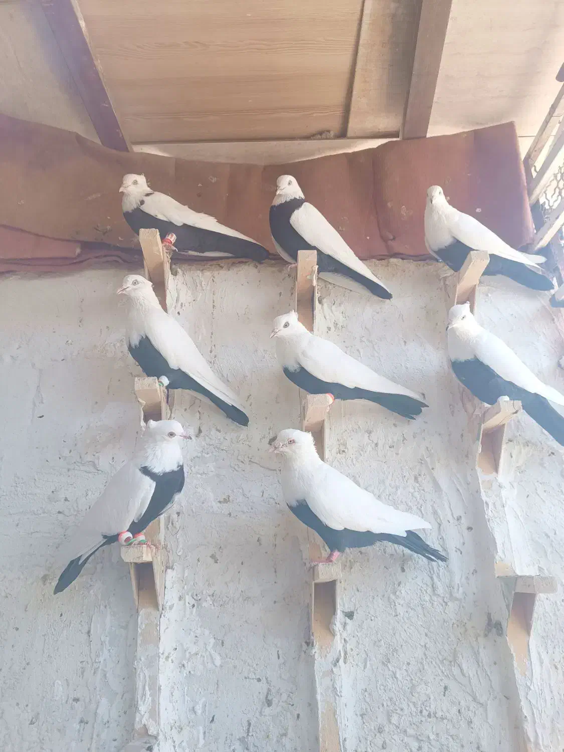 کفتر دمبی|پرنده|شیراز, دلگشا|دیوار