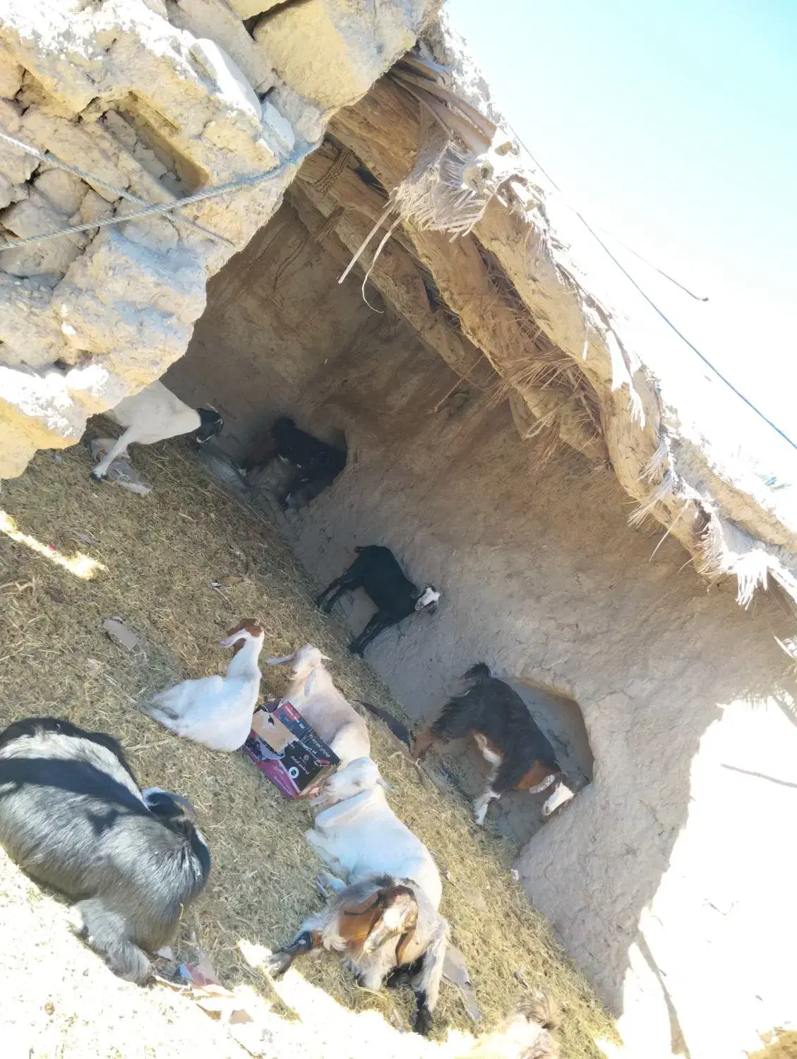 بز دورگ|حیوانات مزرعه|خاش, |دیوار