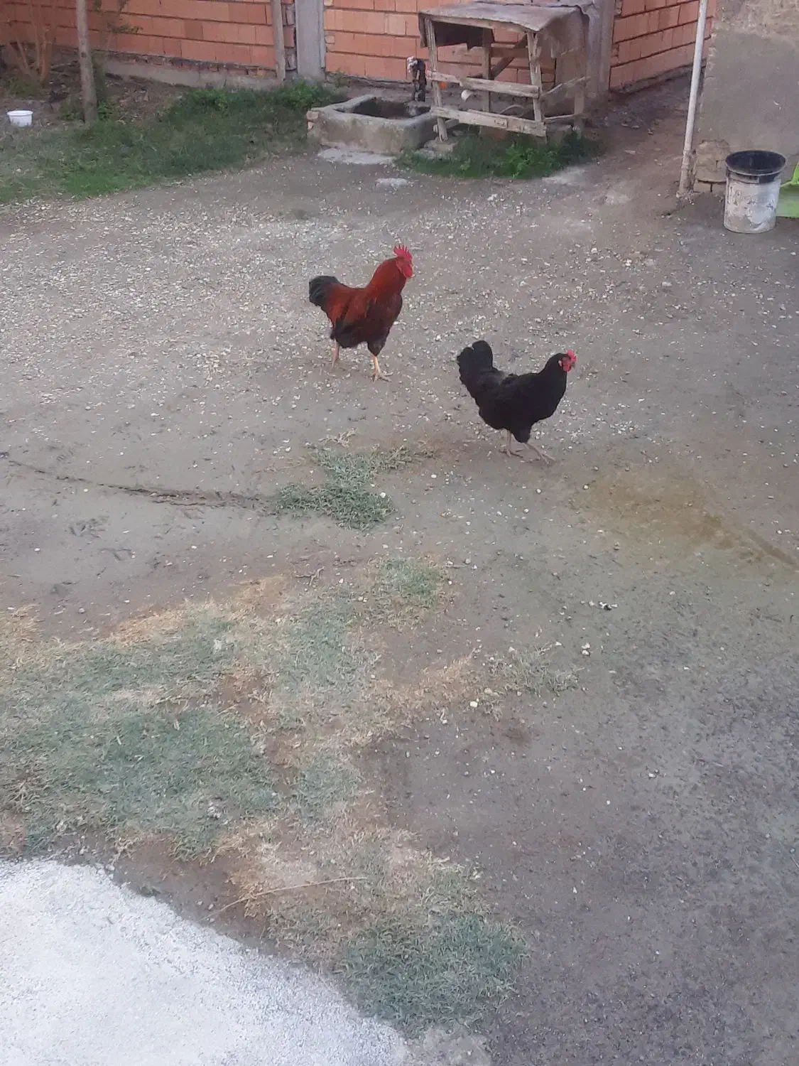 ۱جفت مرغ وخروس جوان|حیوانات مزرعه|گمیشان, |دیوار