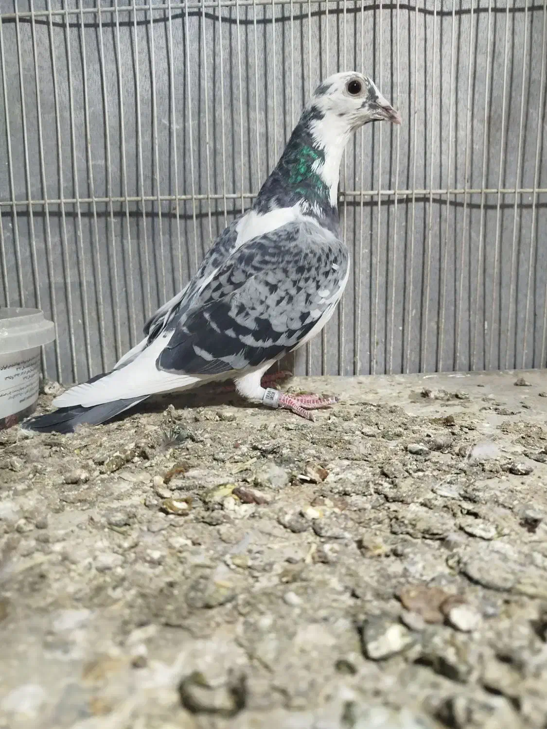 کفتر پلاکی مسافتی|پرنده|مشهد, مهدی آباد|دیوار