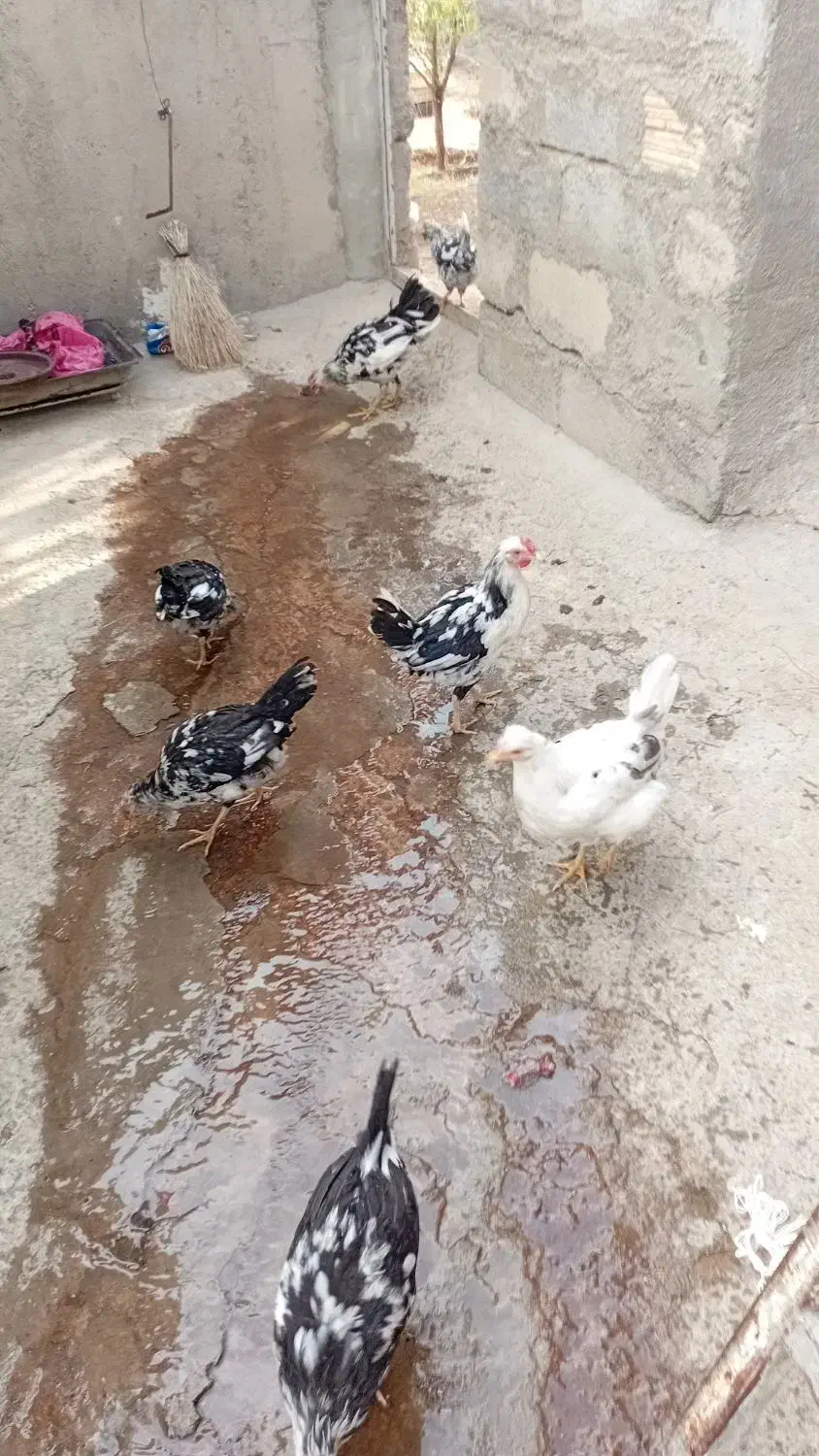 مرغ وخروس  گلین|حیوانات مزرعه|تیکمه داش, |دیوار