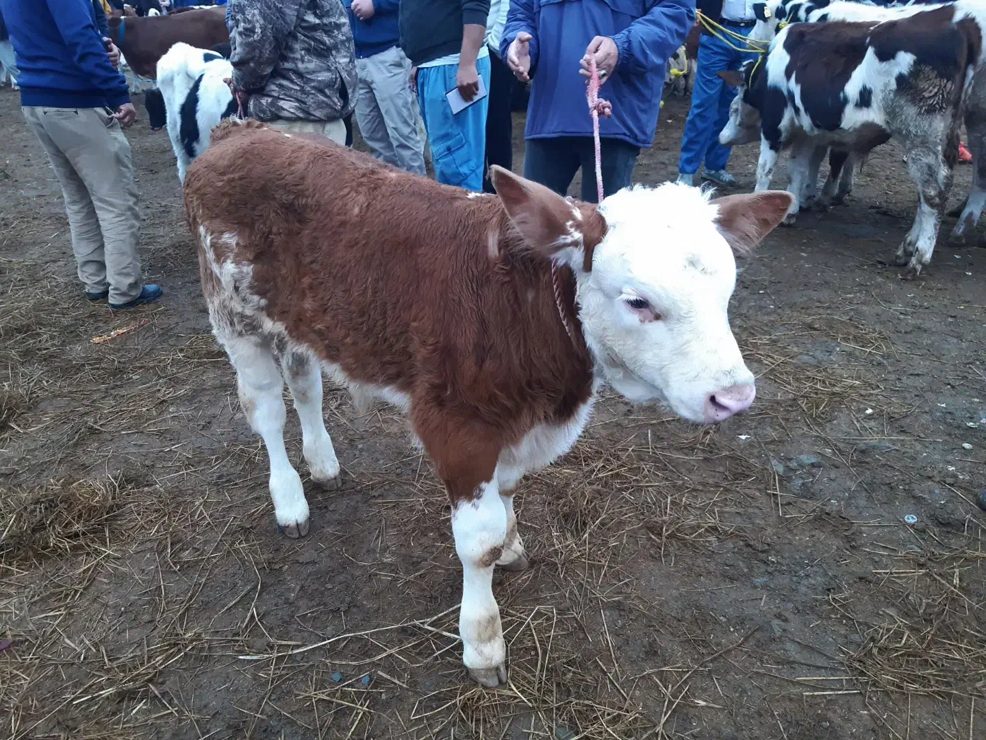 گوساله درجه یک موجود|حیوانات مزرعه|سیجوال, |دیوار