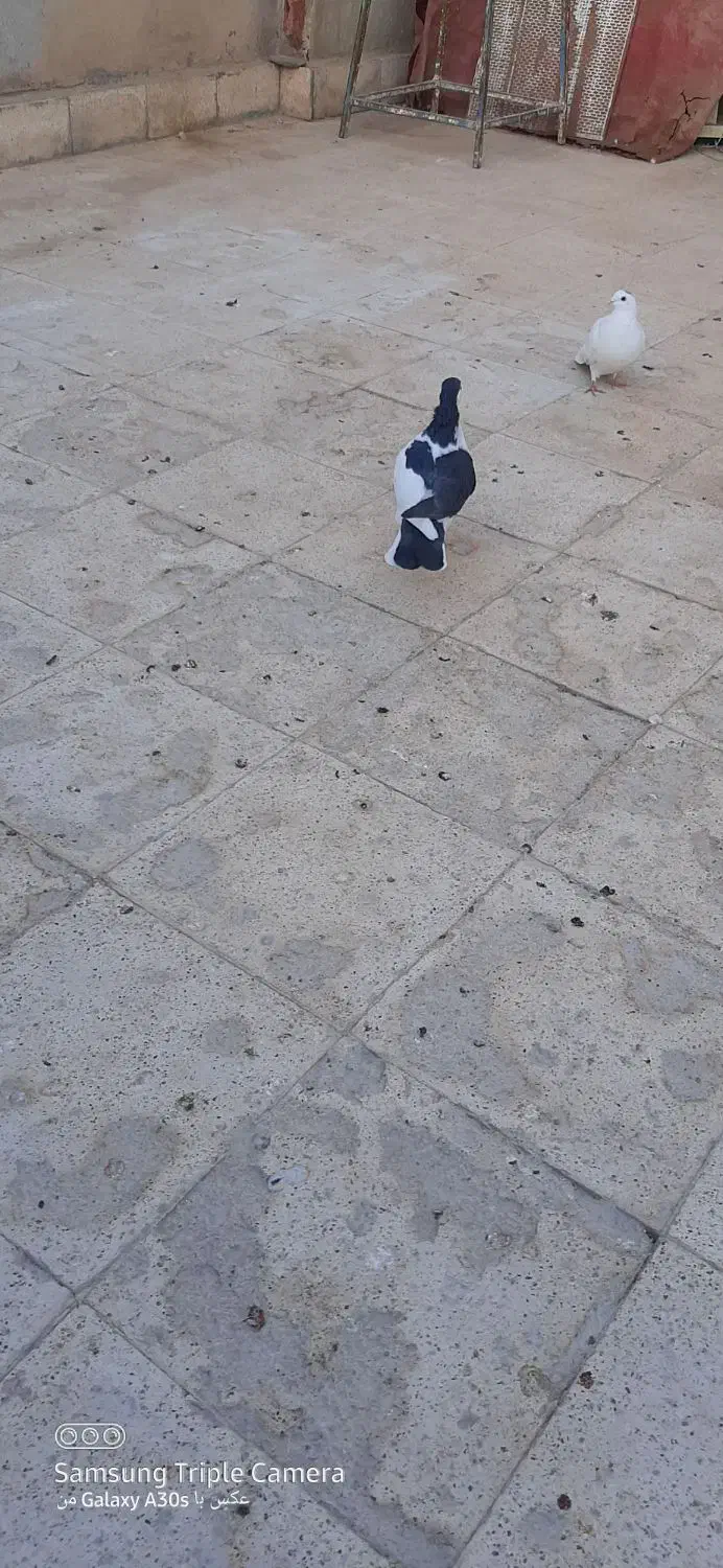 جوجه رنگه|پرنده|مشهد, نیزه|دیوار