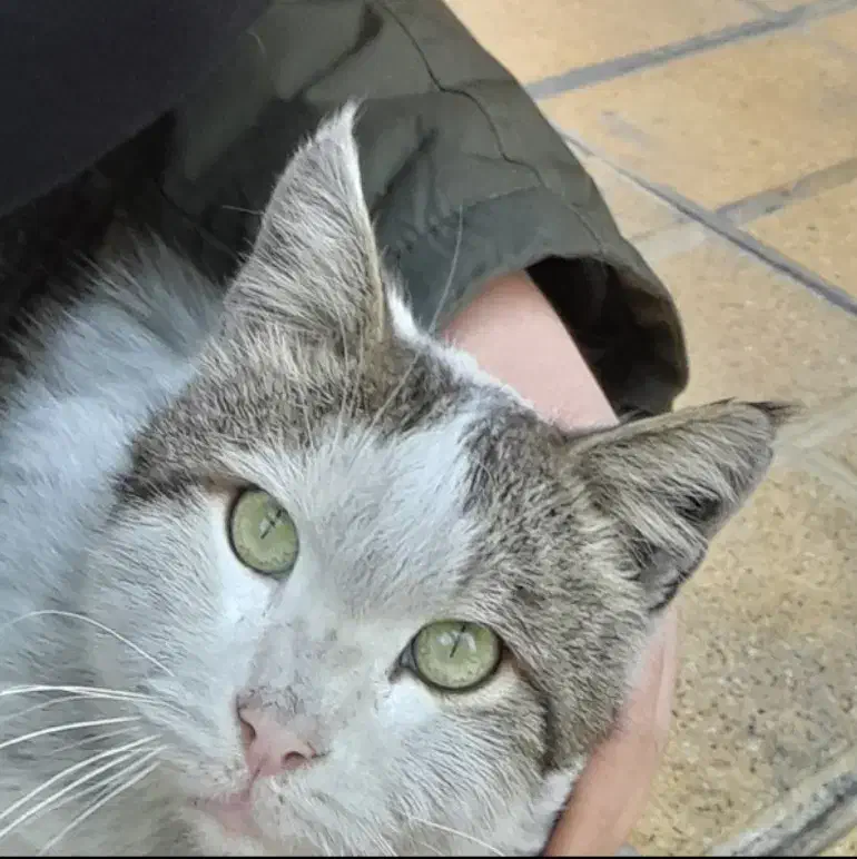 پسرم گمشده|حیوانات|تهران, تهرانسر مرکزی|دیوار