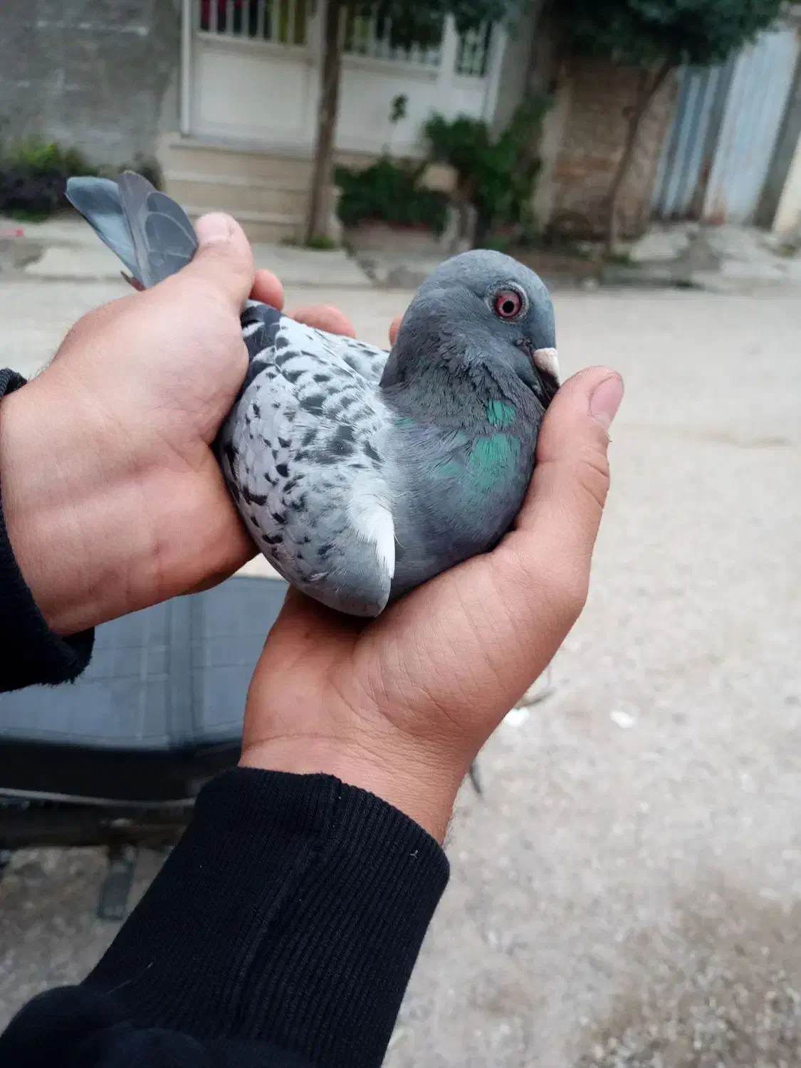 کفتر سرعتی پلاکی ماده|پرنده|گالیکش, |دیوار