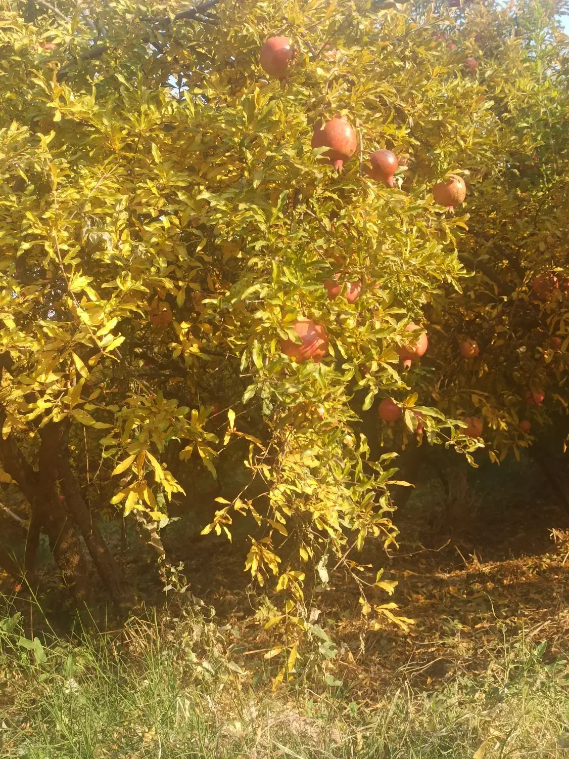 انار قرمز|خوردنی و آشامیدنی|کوهدشت, |دیوار