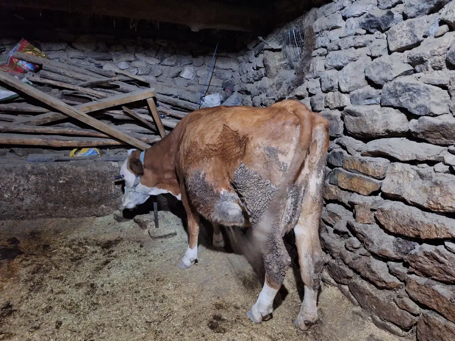 گاو گوساله سیمینتال قرمز|حیوانات مزرعه|مریوان, |دیوار