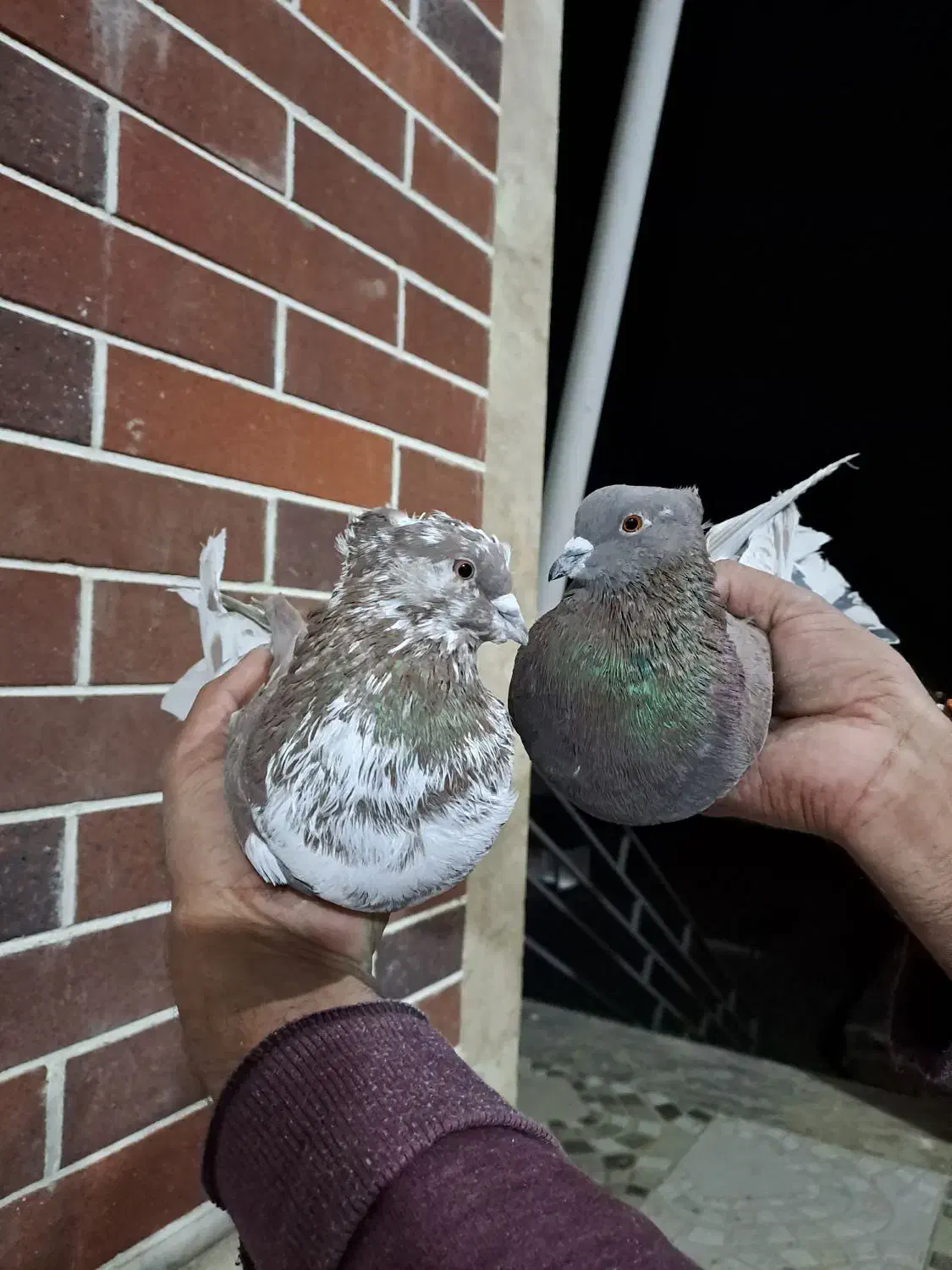 کبوتر پرشی|پرنده|بافت, |دیوار