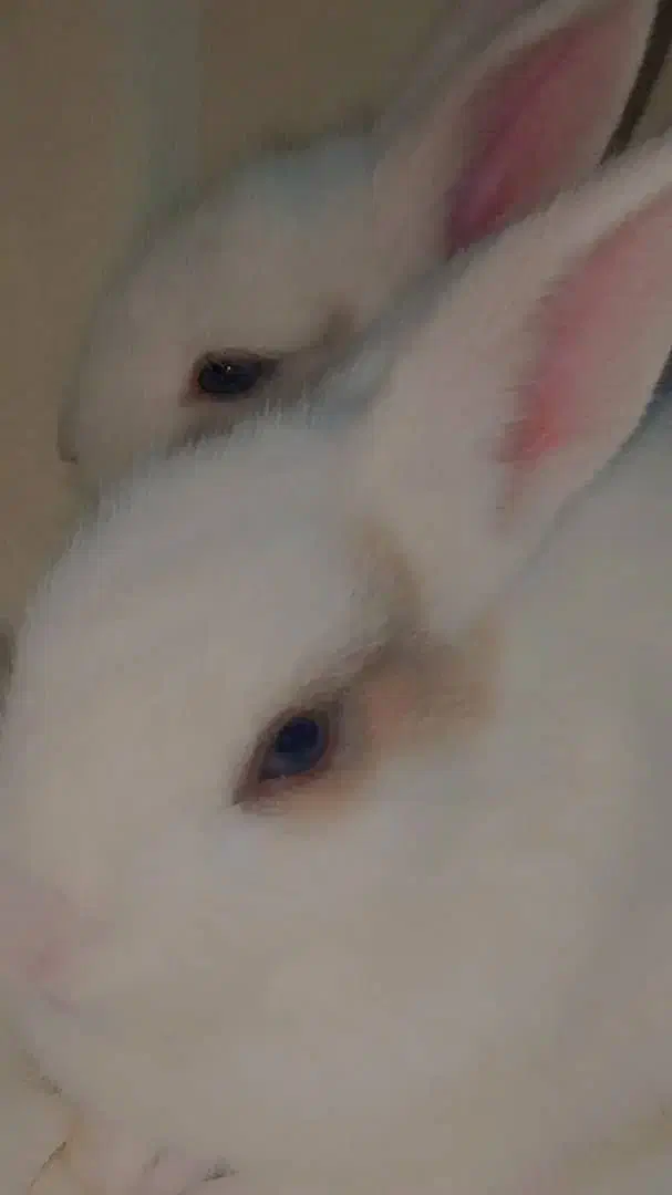 خرگوش|موش و خرگوش|میناب, |دیوار