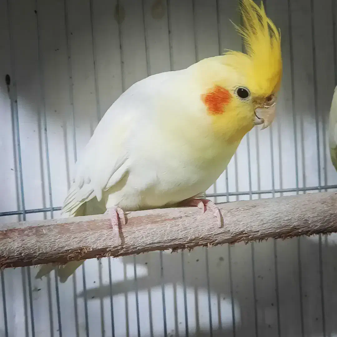 عروس هلندی|پرنده|نسیمشهر, |دیوار