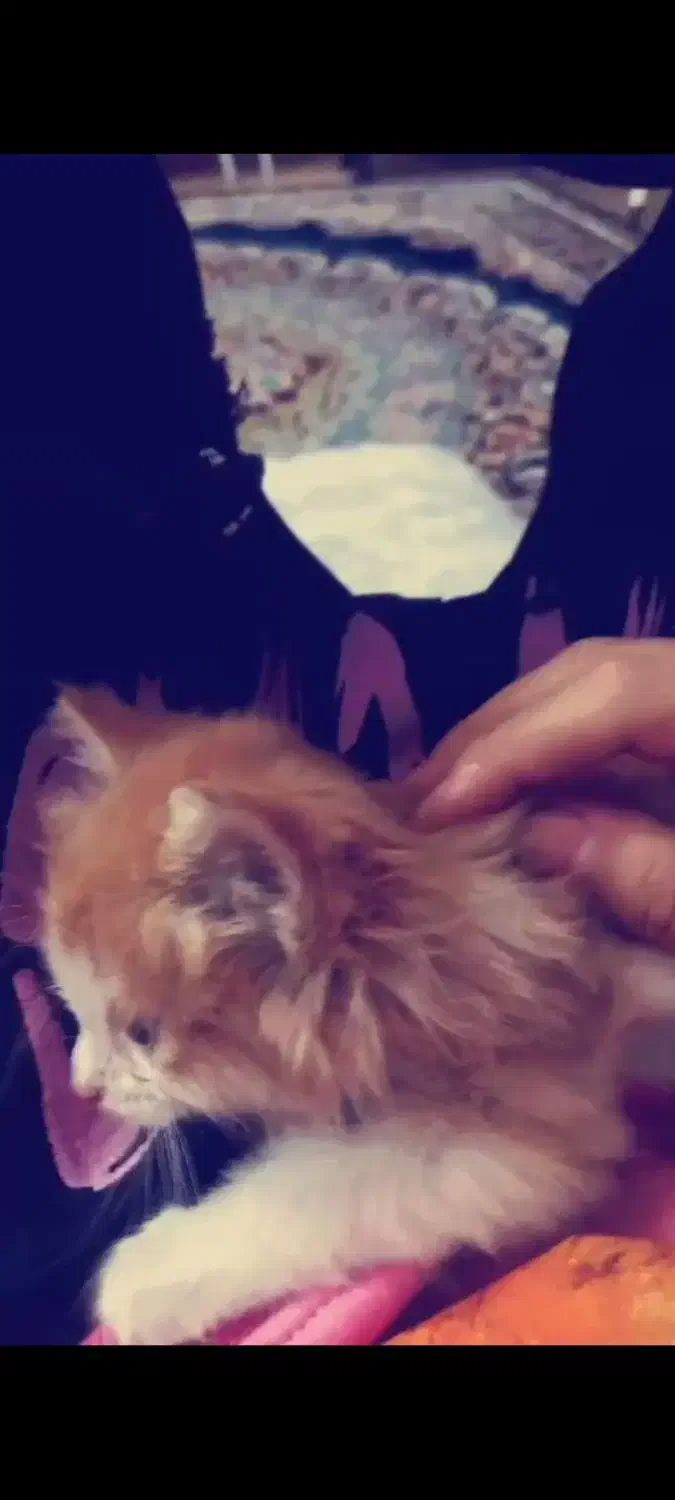 گربه پرشین|گربه|ارومیه, |دیوار