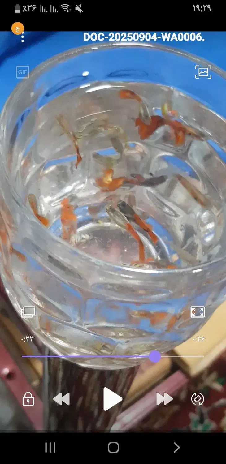 ماهی آکواریومی گوپی|ماهی|اهواز, کمپلو شمالی|دیوار