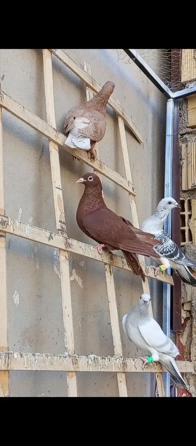 کفتر|پرنده|تربتحیدریه, نواب صفوی|دیوار