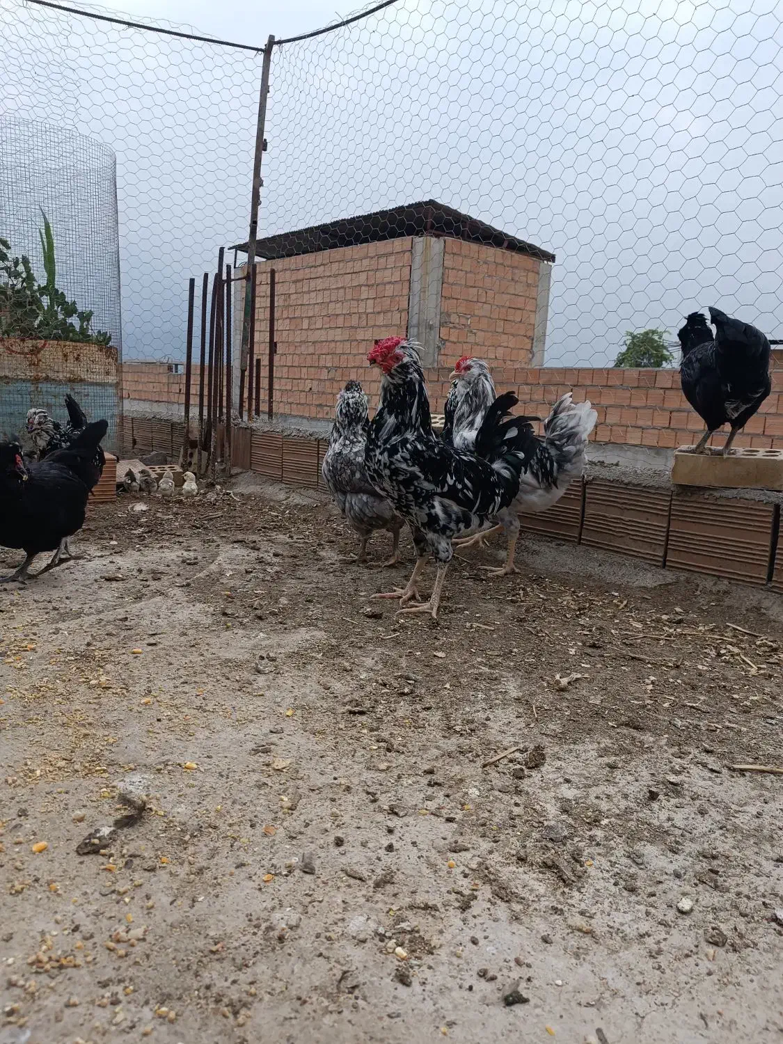 خروس گلین|حیوانات مزرعه|خان ببین, |دیوار